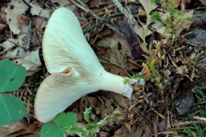 Infundibulicybe gibba ; Clitocybe en entonnoir ; Le Reposoir (74), Chemin de la Lanche - Bois de Méry ; ©Photo Alain Benard