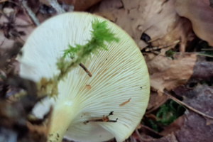 Infundibulicybe gibba ; Clitocybe en entonnoir ; Le Reposoir (74), Chemin de la Lanche - Bois de Méry ; ©Photo Alain Benard