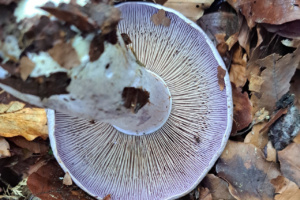 Cortinarius largus ; Cortinaire abondant ; Le Reposoir (74), Abords du Chemin Rural du Pralong à Sommiers ; ©Photo Alain Benard