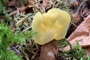 Spathularia flavida ; Spathulaire jaune ; Le Reposoir (74), Abords du Chemin Rural du Pralong à Sommiers ; ©Photo Alain Benard