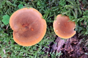 Hygrophoropsis aurantiaca ; Fausse girolle ; Le Reposoir (74), Chemin de la Lanche - Bois de Méry ; ©Photo Alain Benard