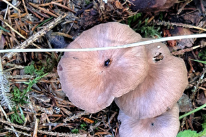 Collybia peronata ; Marasme guêtré ; Le Reposoir (74), Abords du Chemin Rural du Pralong à Sommiers ; ©Photo Alain Benard