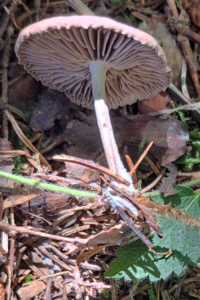 Collybia peronata ; Marasme guêtré ; Le Reposoir (74), Abords du Chemin Rural du Pralong à Sommiers ; ©Photo Alain Benard