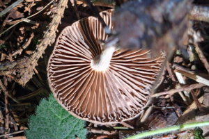 Collybia peronata ; Marasme guêtré ; Le Reposoir (74), Abords du Chemin Rural du Pralong à Sommiers ; ©Photo Alain Benard