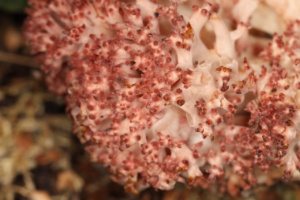 Ramaria botrytis ; Clavaire choux-fleur ; Le Reposoir (74), Abords du Chemin Rural du Pralong à Sommiers ; ©Photo Alain Benard