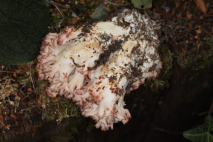 Ramaria botrytis ; Clavaire choux-fleur ; Le Reposoir (74), Abords du Chemin Rural du Pralong à Sommiers ; ©Photo Alain Benard