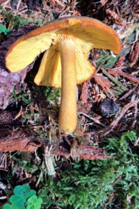Tricholomopsis decora ; Tricholome décoré ; Le Reposoir (74), Chemin de la Lanche - Bois de Méry ; ©Photo Alain Benard
