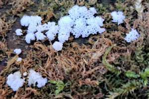 Ceratiomyxa fruticulosa (variété pioroides) ; Le Reposoir (74), Chemin de la Lanche - Bois de Méry ; ©Photo Alain Benard