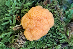 Tubifera ferruginosa (J1) ; Tubifera ferrugineuse ; Le Reposoir (74), Chemin de la Lanche - Bois de Méry ; ©Photo Alain Benard