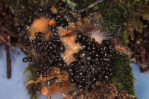 Tubifera ferruginosa (J+3) ; Tubifera ferrugineuse ; Le Reposoir (74), Chemin de la Lanche - Bois de Méry ; ©Photo Alain Benard