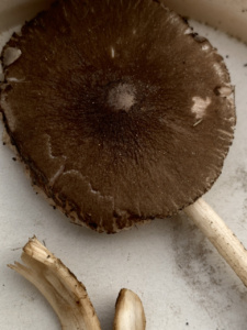 Pluteus granulatus ; Plutée granuleux ; Leschaux, Bois Perroud et Le Clos Borgne (74) ; ©Photo Didier Hamerel