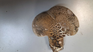 Sarcodon leucopus ; Sarcodon à pied blanc ; Leschaux, Bois Perroud et Le Clos Borgne (74) ; ©Photo Didier Hamerel