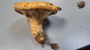 Lactarius scrobiculatus ; Lactaire à fossettes ; La Chapelle-Saint-Maurice, bas du Roc des Bœufs (74) ; ©Photo Didier Hamerel