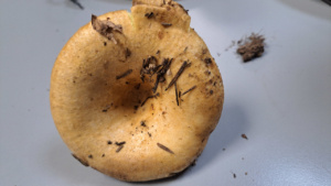 Lactarius scrobiculatus ; Lactaire à fossettes ; La Chapelle-Saint-Maurice, bas du Roc des Bœufs (74) ; ©Photo Didier Hamerel