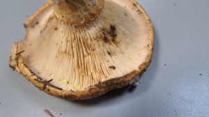 Lactarius scrobiculatus ; Lactaire à fossettes ; La Chapelle-Saint-Maurice, bas du Roc des Bœufs (74) ; ©Photo Didier Hamerel