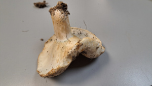 Russula foetens ; Russule fétide ; La Chapelle-Saint-Maurice, bas du Roc des Bœufs (74) ; ©Photo Didier Hamerel