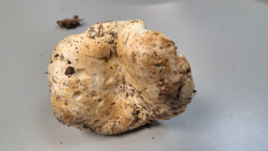 Russula foetens ; Russule fétide ; La Chapelle-Saint-Maurice, bas du Roc des Bœufs (74) ; ©Photo Didier Hamerel