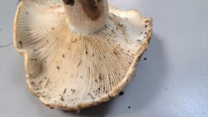 Russula foetens ; Russule fétide ; La Chapelle-Saint-Maurice, bas du Roc des Bœufs (74) ; ©Photo Didier Hamerel